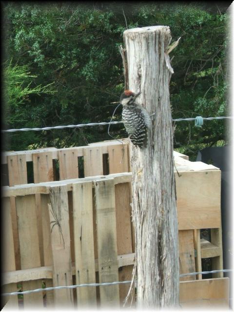 Woodpecker 001