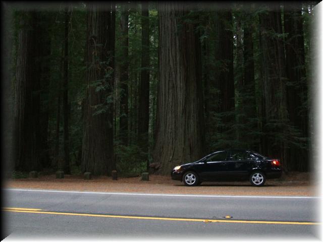 Redwood Coast 003