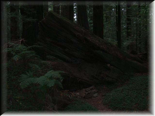 Redwood Coast 005