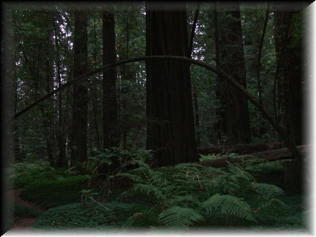Redwood Coast 009