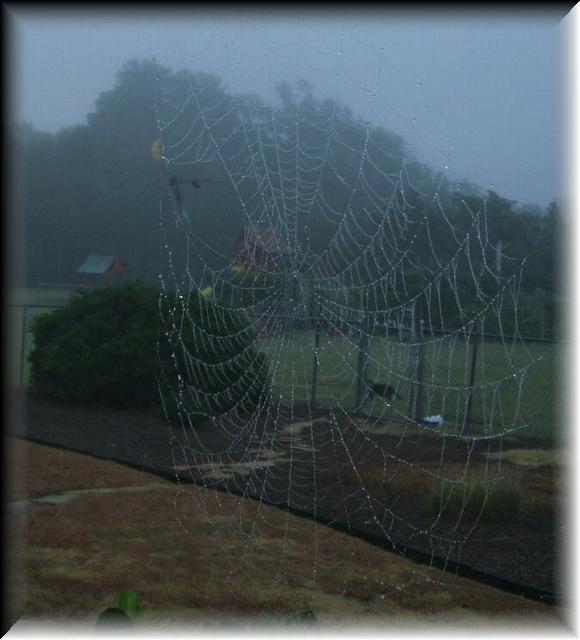 dew on spider web 003