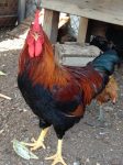 Rojo the rooster