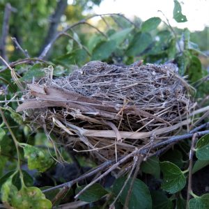 robin's nest